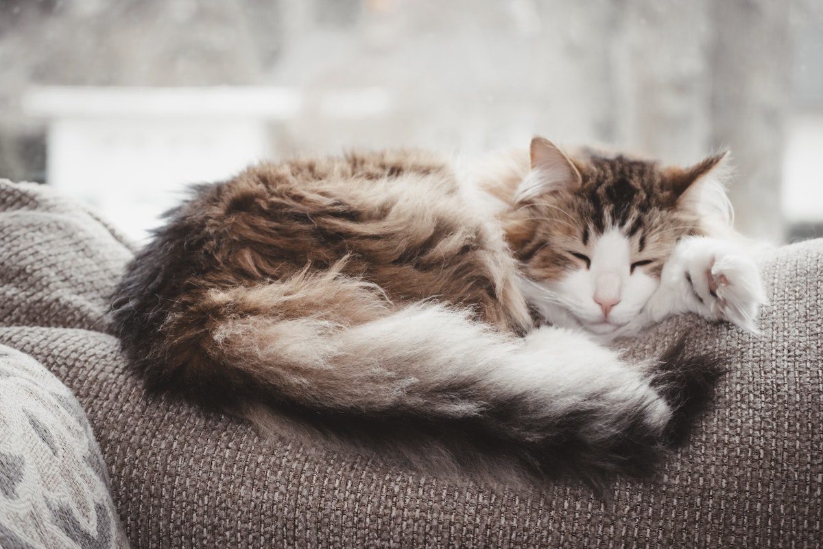 cat sleeping after long distance move