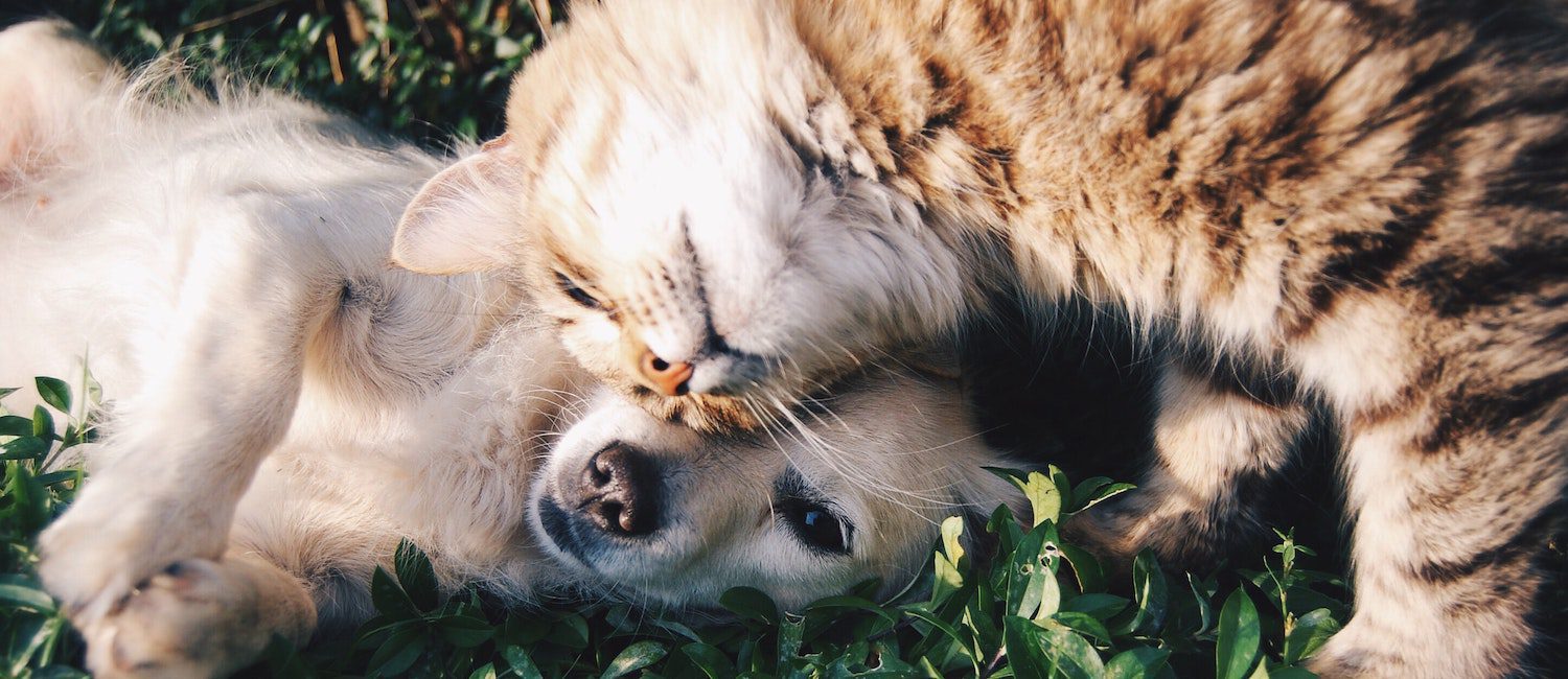 Image for The Best Apartments in Los Angeles For Pet Lovers